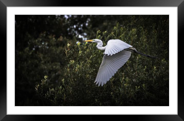 Great Egret Framed Mounted Print by Drew Davies