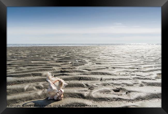 the shell on the beach Framed Print by Sergio Delle Vedove