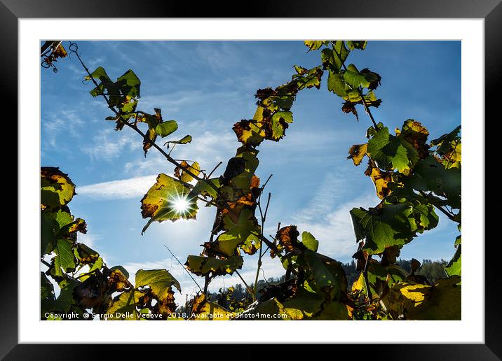 The vineyard in autumn Framed Mounted Print by Sergio Delle Vedove