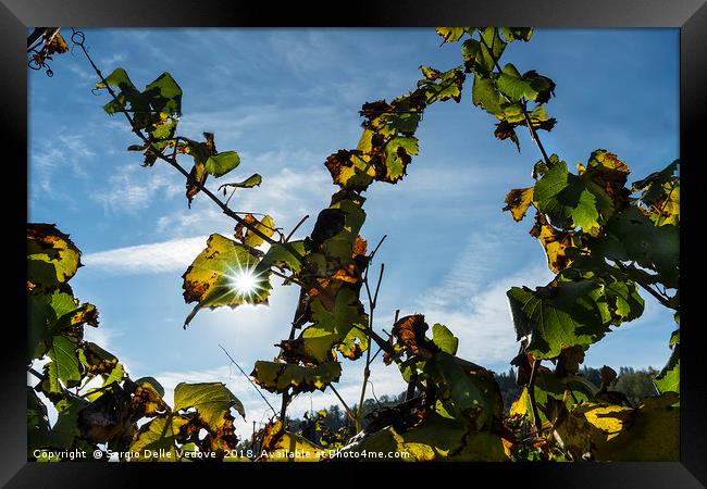The vineyard in autumn Framed Print by Sergio Delle Vedove
