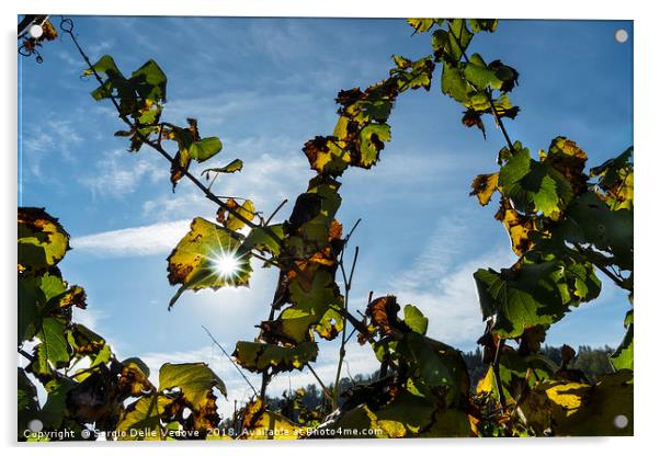 The vineyard in autumn Acrylic by Sergio Delle Vedove