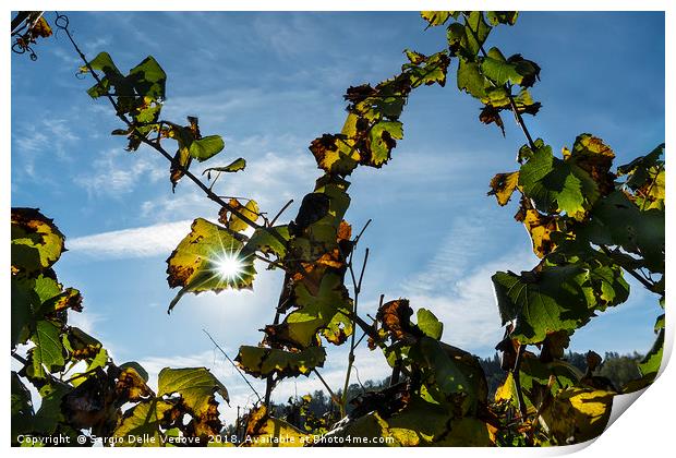The vineyard in autumn Print by Sergio Delle Vedove