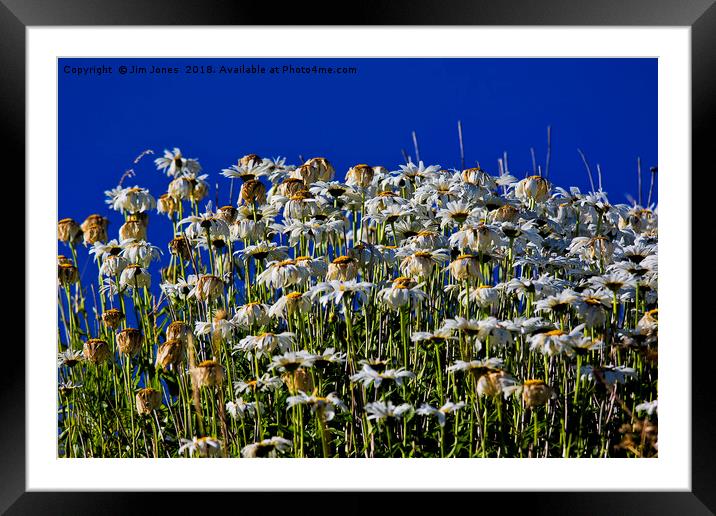 Past their best but still beautiful! Framed Mounted Print by Jim Jones
