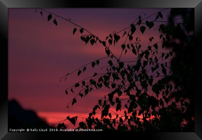 August Sunset Framed Print by Sally Lloyd