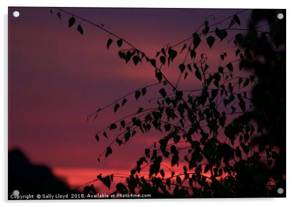 August Sunset Acrylic by Sally Lloyd