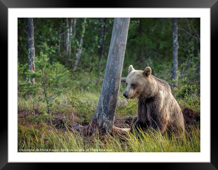 Wild Brown Bear by Tree in the Taiga Forest Framed Mounted Print by Philip Pound