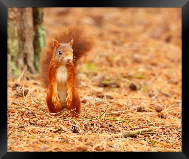 I didnt hide the nuts Framed Print by Jonathan Thirkell