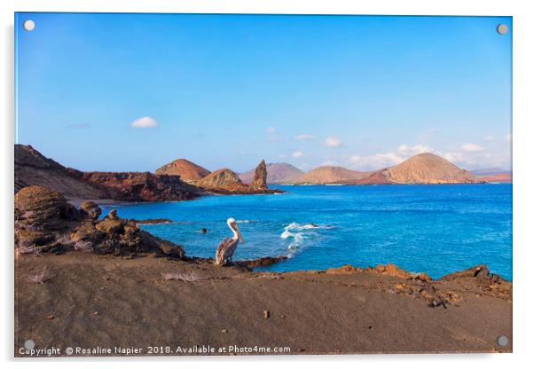 Brown pelican in Galapagos Islands Acrylic by Rosaline Napier