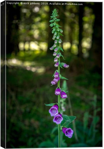 foxglove flower on the longleat estate Canvas Print by mick gibbons
