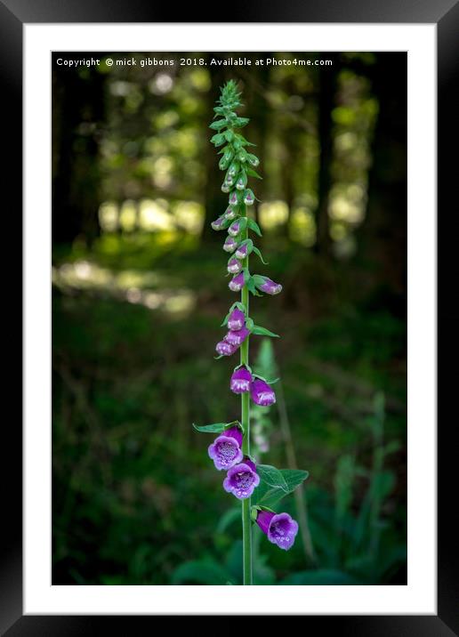 foxglove flower on the longleat estate Framed Mounted Print by mick gibbons