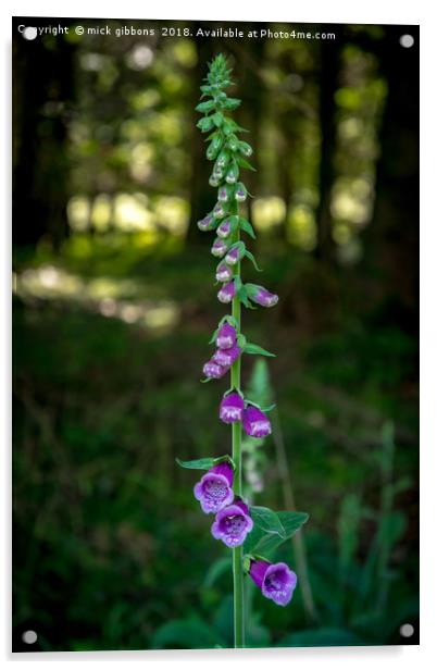 foxglove flower on the longleat estate Acrylic by mick gibbons