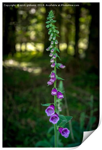 foxglove flower on the longleat estate Print by mick gibbons