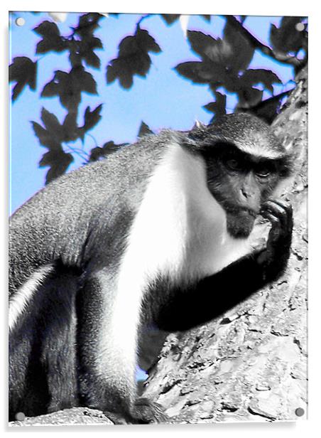 Diana Monkey Acrylic by Zoe Anderson