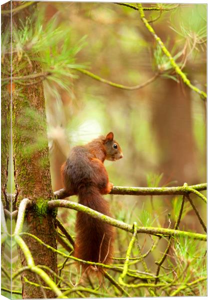 Red squirrel hanging around Canvas Print by Jonathan Thirkell