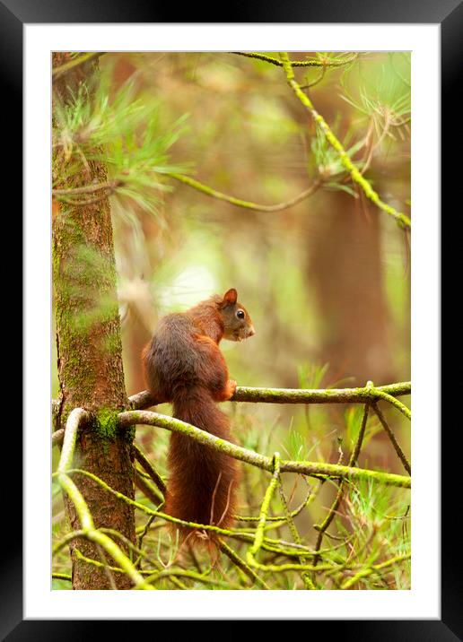 Red squirrel hanging around Framed Mounted Print by Jonathan Thirkell