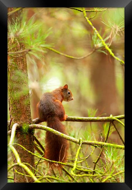 Red squirrel hanging around Framed Print by Jonathan Thirkell