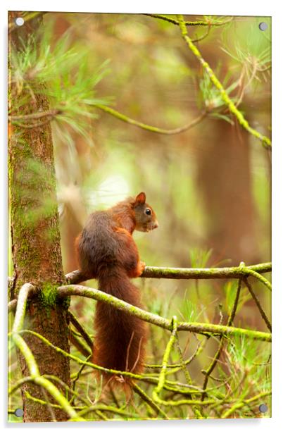 Red squirrel hanging around Acrylic by Jonathan Thirkell