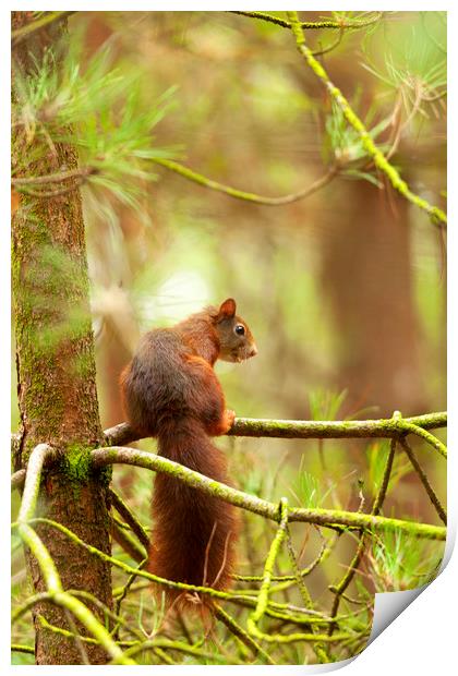 Red squirrel hanging around Print by Jonathan Thirkell