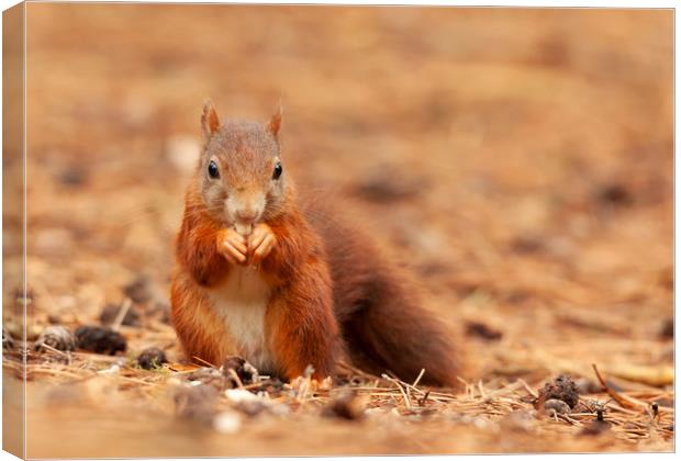 Red Squirrel hunting  Canvas Print by Jonathan Thirkell