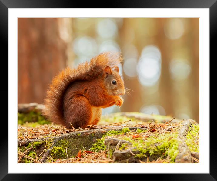 Red Squirrel  Framed Mounted Print by Jonathan Thirkell