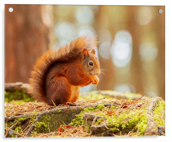 Red Squirrel  Acrylic by Jonathan Thirkell