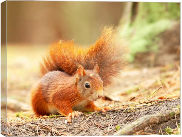 Red squirrel Canvas Print by Jonathan Thirkell