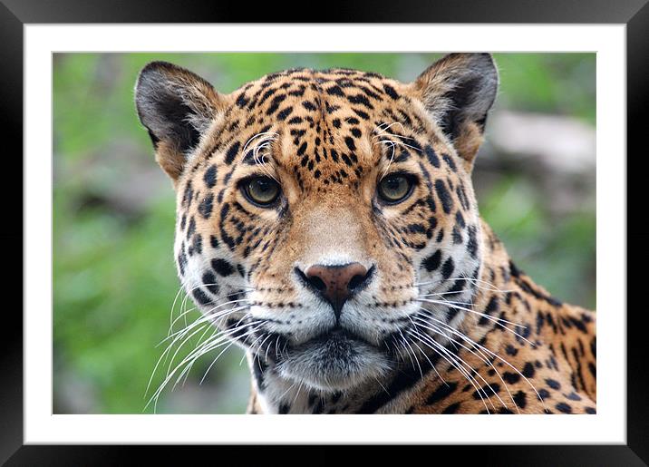 Jaguar Stare Framed Mounted Print by bryan hynd