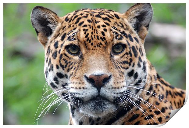 Jaguar Stare Print by bryan hynd