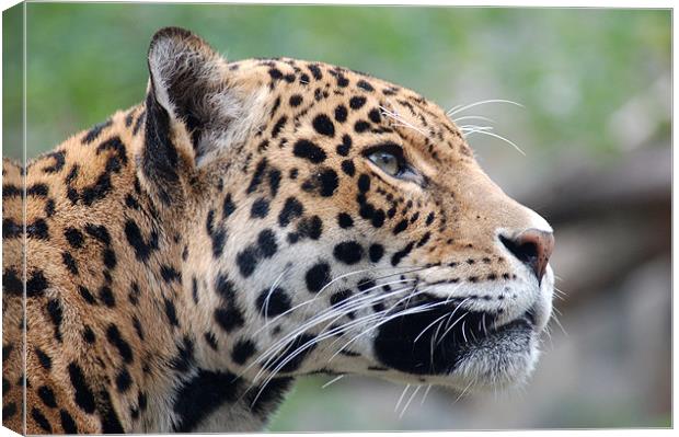 Jaguar profile Canvas Print by bryan hynd