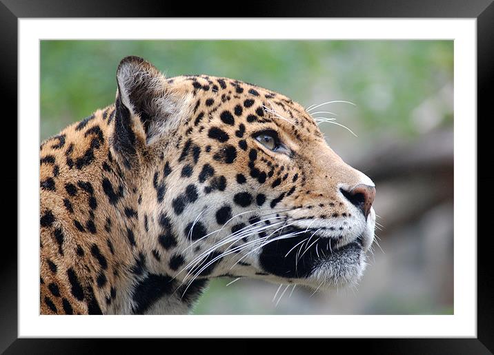 Jaguar profile Framed Mounted Print by bryan hynd