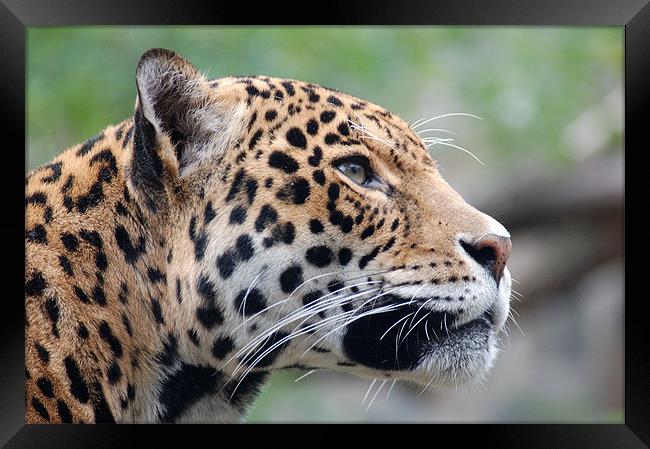 Jaguar profile Framed Print by bryan hynd