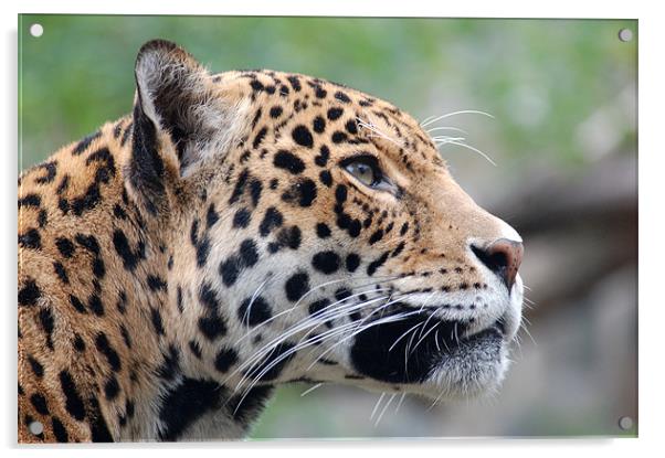 Jaguar profile Acrylic by bryan hynd
