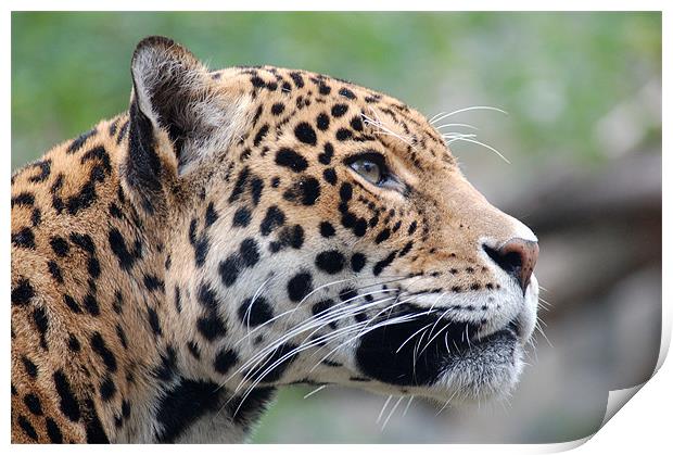 Jaguar profile Print by bryan hynd