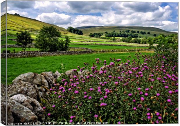 "Thistles in the hedgerows of Littondale" Canvas Print by ROS RIDLEY