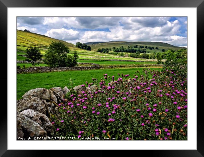 "Thistles in the hedgerows of Littondale" Framed Mounted Print by ROS RIDLEY
