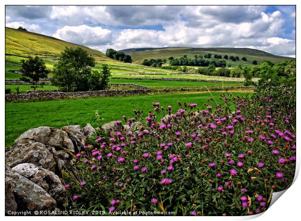 "Thistles in the hedgerows of Littondale" Print by ROS RIDLEY
