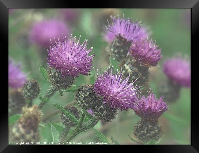 "Thistles in the mist" Framed Print by ROS RIDLEY