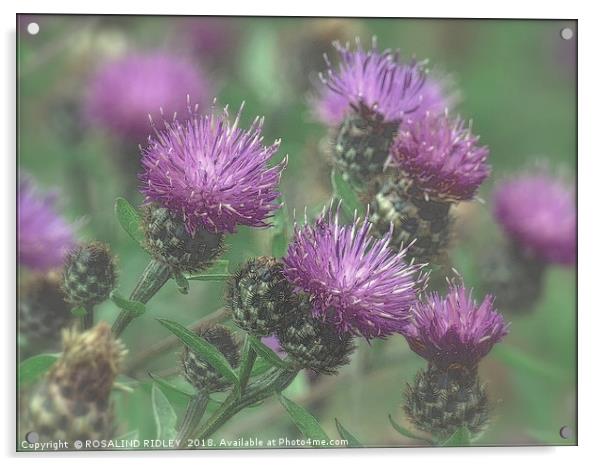 "Thistles in the mist" Acrylic by ROS RIDLEY