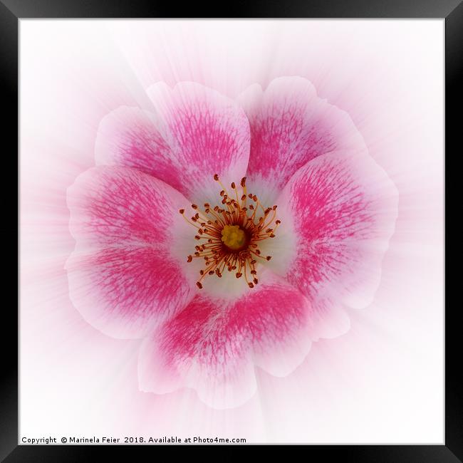 bright pink flower Framed Print by Marinela Feier