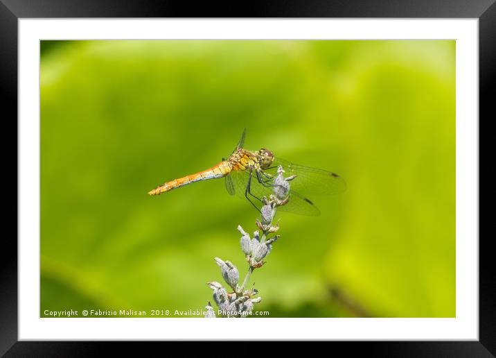 Dragonfly on Lavender Framed Mounted Print by Fabrizio Malisan
