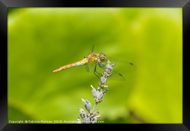 Dragonfly on Lavender Framed Print by Fabrizio Malisan