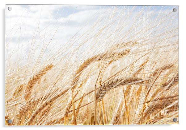Barley Field Acrylic by Graham Custance