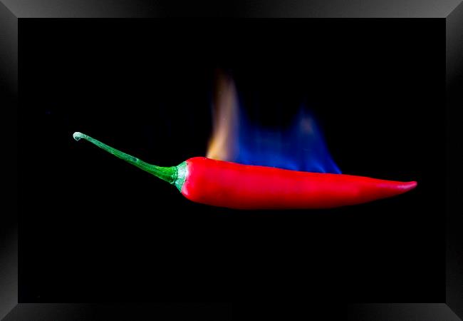 Red Hot Chilli Framed Print by Des O'Connor