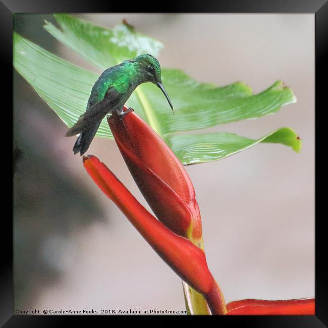 Scaly-breasted Hummingbird Framed Print by Carole-Anne Fooks