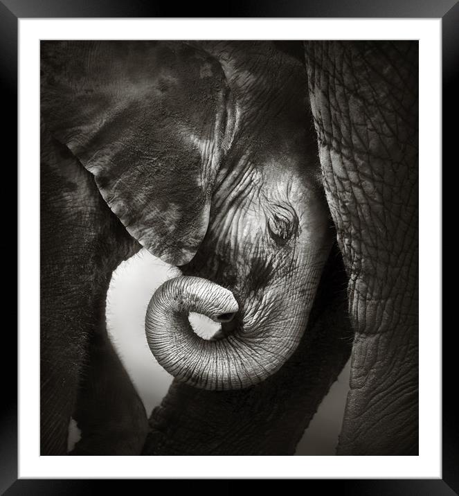 Baby elephant seeking comfort Framed Mounted Print by Johan Swanepoel