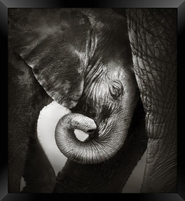Baby elephant seeking comfort Framed Print by Johan Swanepoel