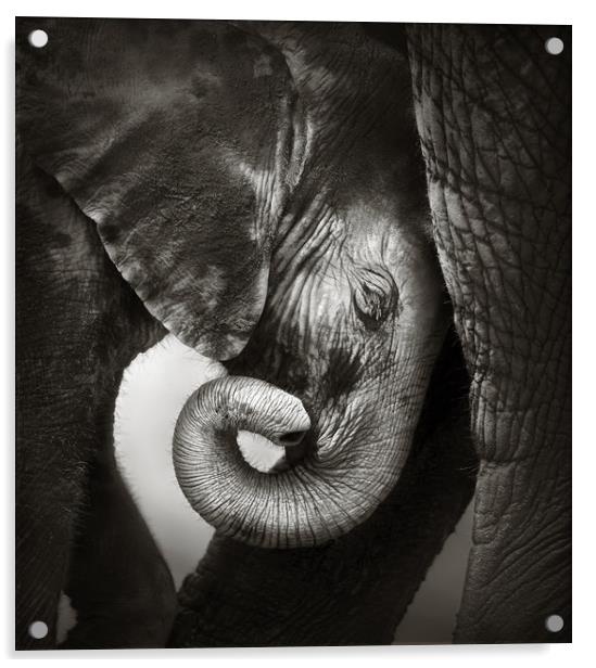 Baby elephant seeking comfort Acrylic by Johan Swanepoel