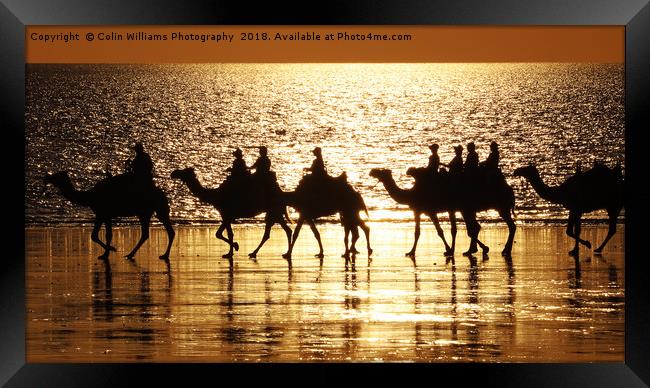 Beach Camels at Sunset 1 Framed Print by Colin Williams Photography