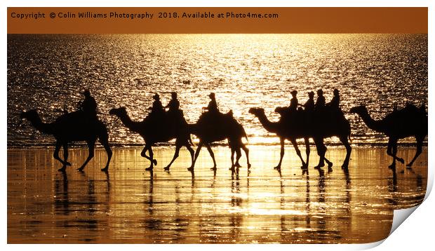 Beach Camels at Sunset 1 Print by Colin Williams Photography