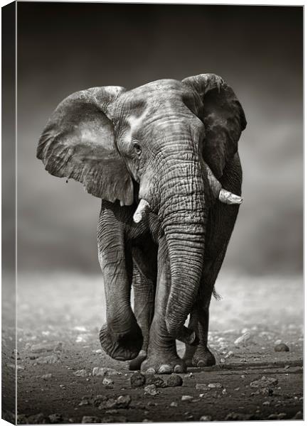 African Elephant approaching from the front Canvas Print by Johan Swanepoel